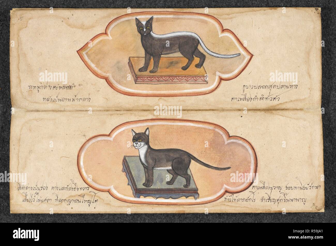 Siamese Cats. Cat Treatise. Central Thailand, 19th Century. Source: Or.  16797, f.5. Language: Thai Stock Photo - Alamy