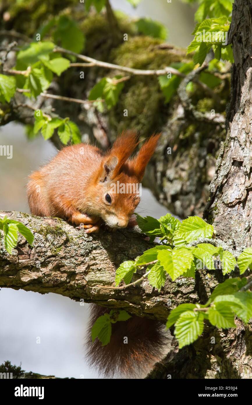 eichhoernchen 9,red squirrel 9 Stock Photo