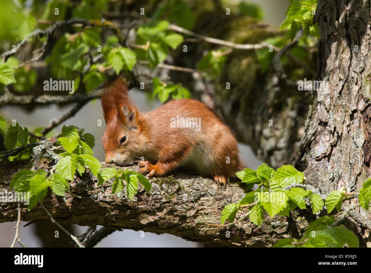 eichhoernchen 15,red squirrel 15 Stock Photo