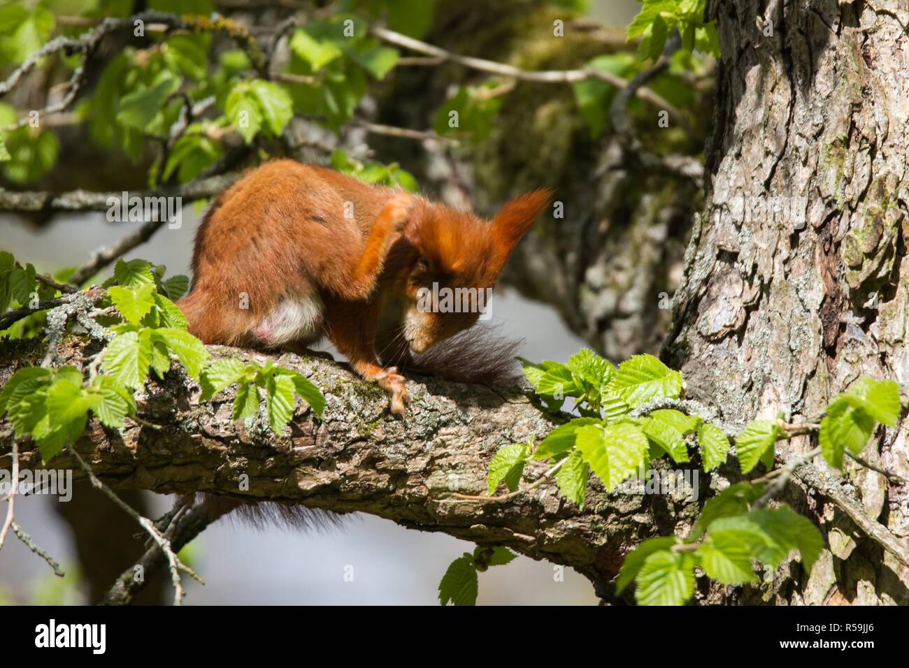 eichhoernchen 18,red squirrel 18 Stock Photo