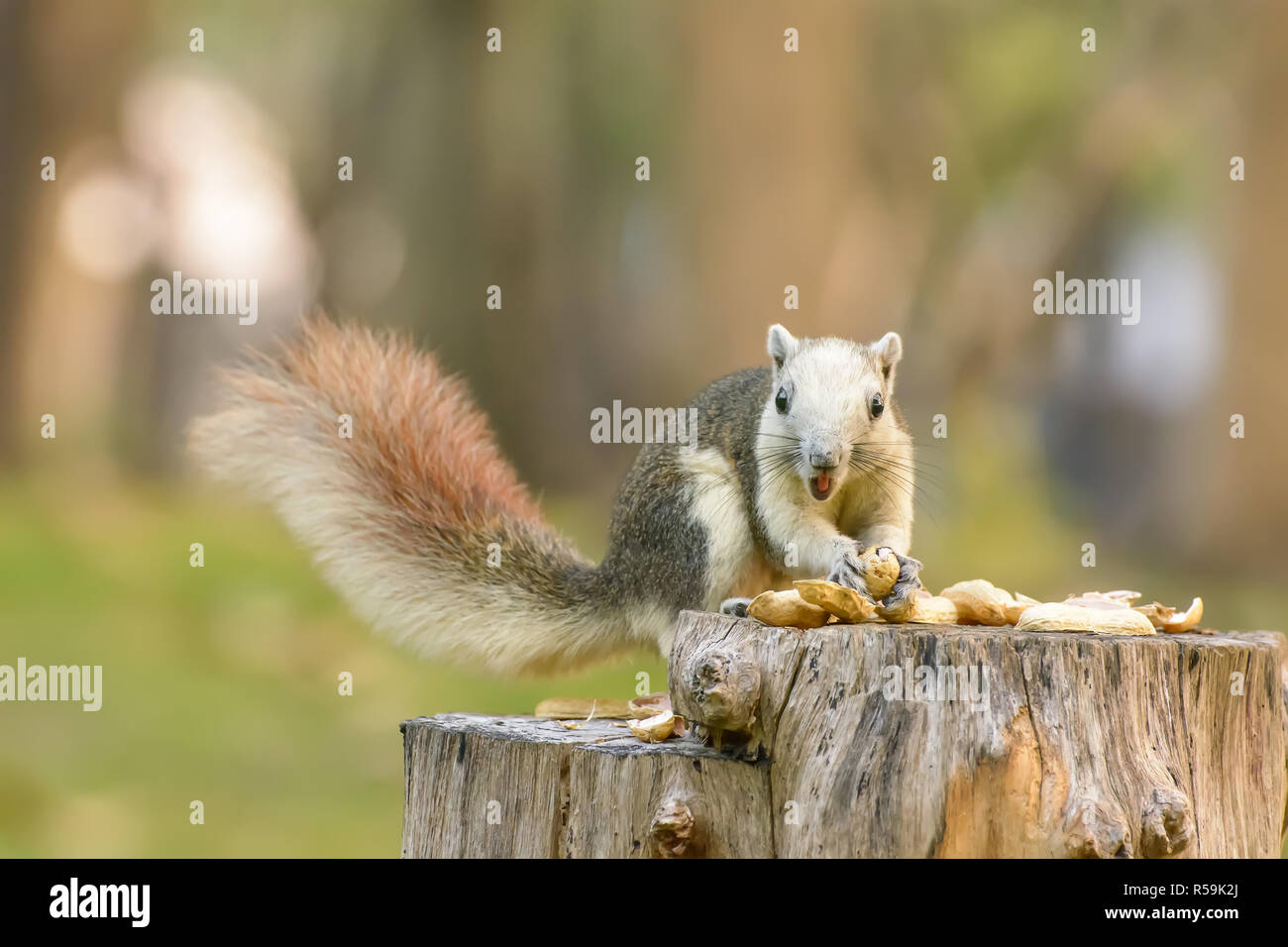 Squirrel eat nut on the stump Stock Photo