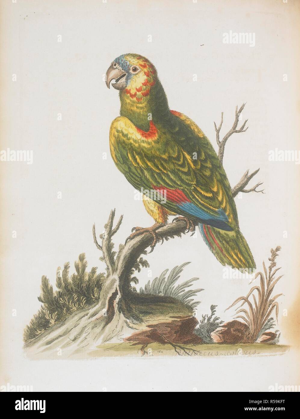 The great green parrot from the West Indies. A natural history of uncommon  birds, and of some oher rare and undescribed animals To which is added a  general idea of drawing and
