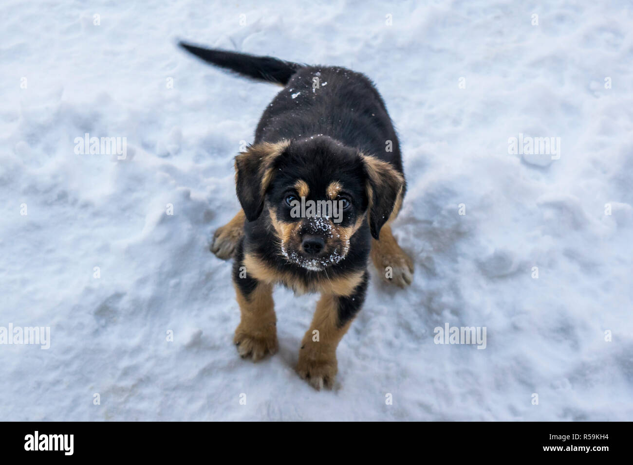 Little puppy playing in snow Stock Photo