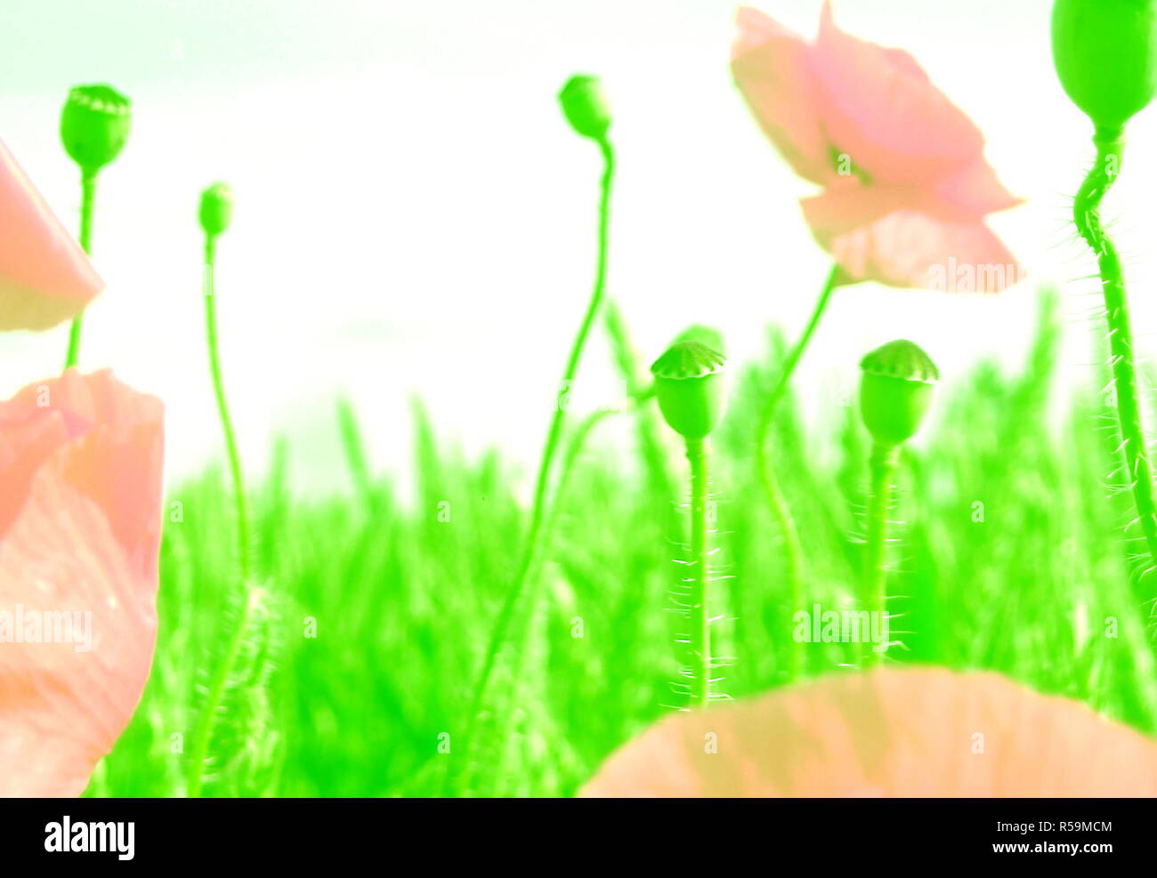 Poppy watercolour hi-res stock photography and images - Alamy