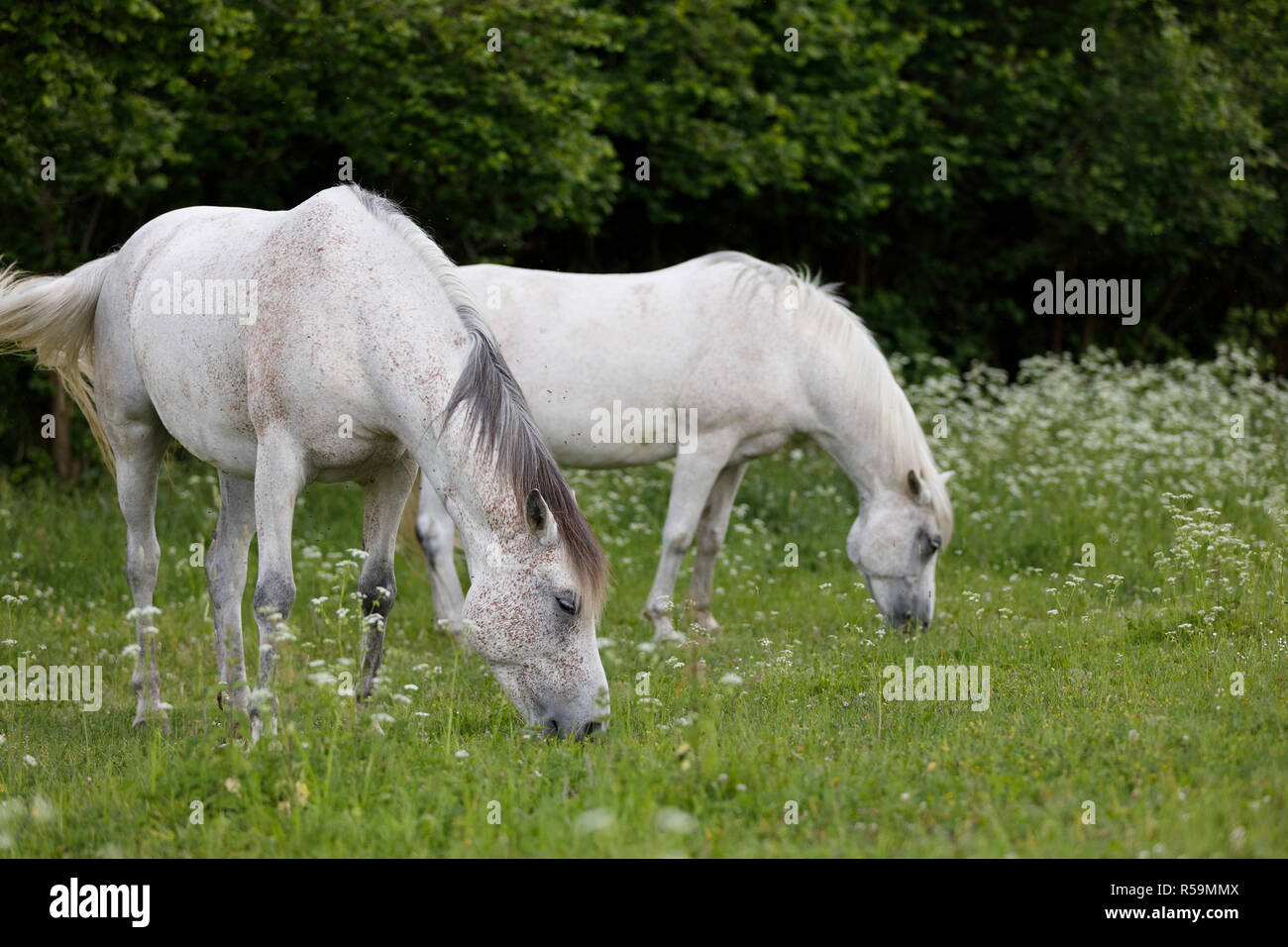 two white horse is grazing in a spring meadow Stock Photo - Alamy