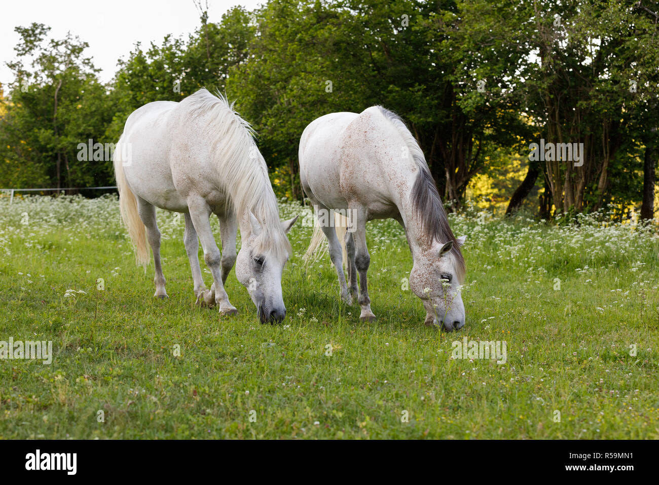 two white horse is grazing in a spring meadow Stock Photo Alamy