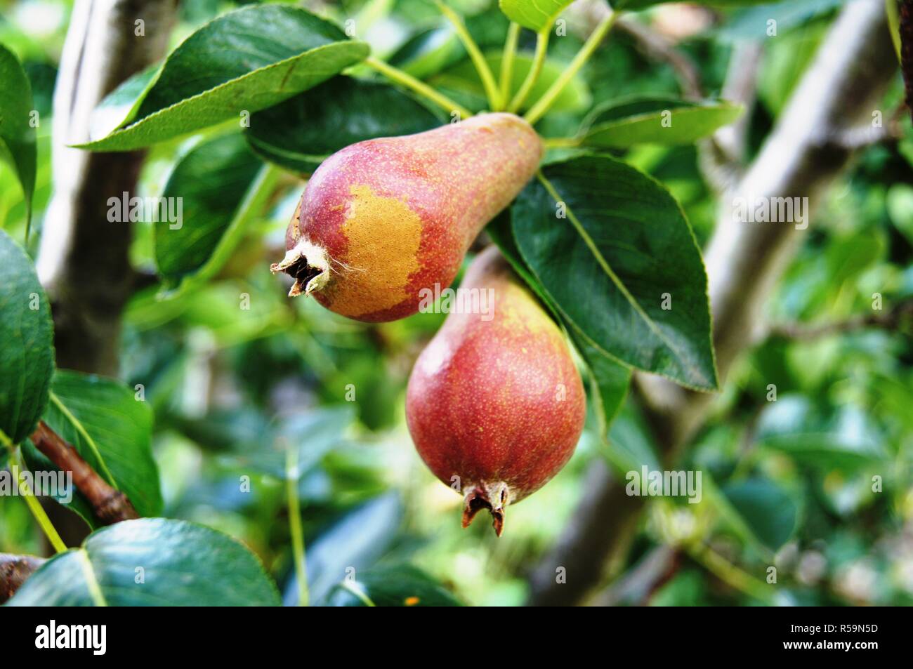 red william christ pear in growth Stock Photo