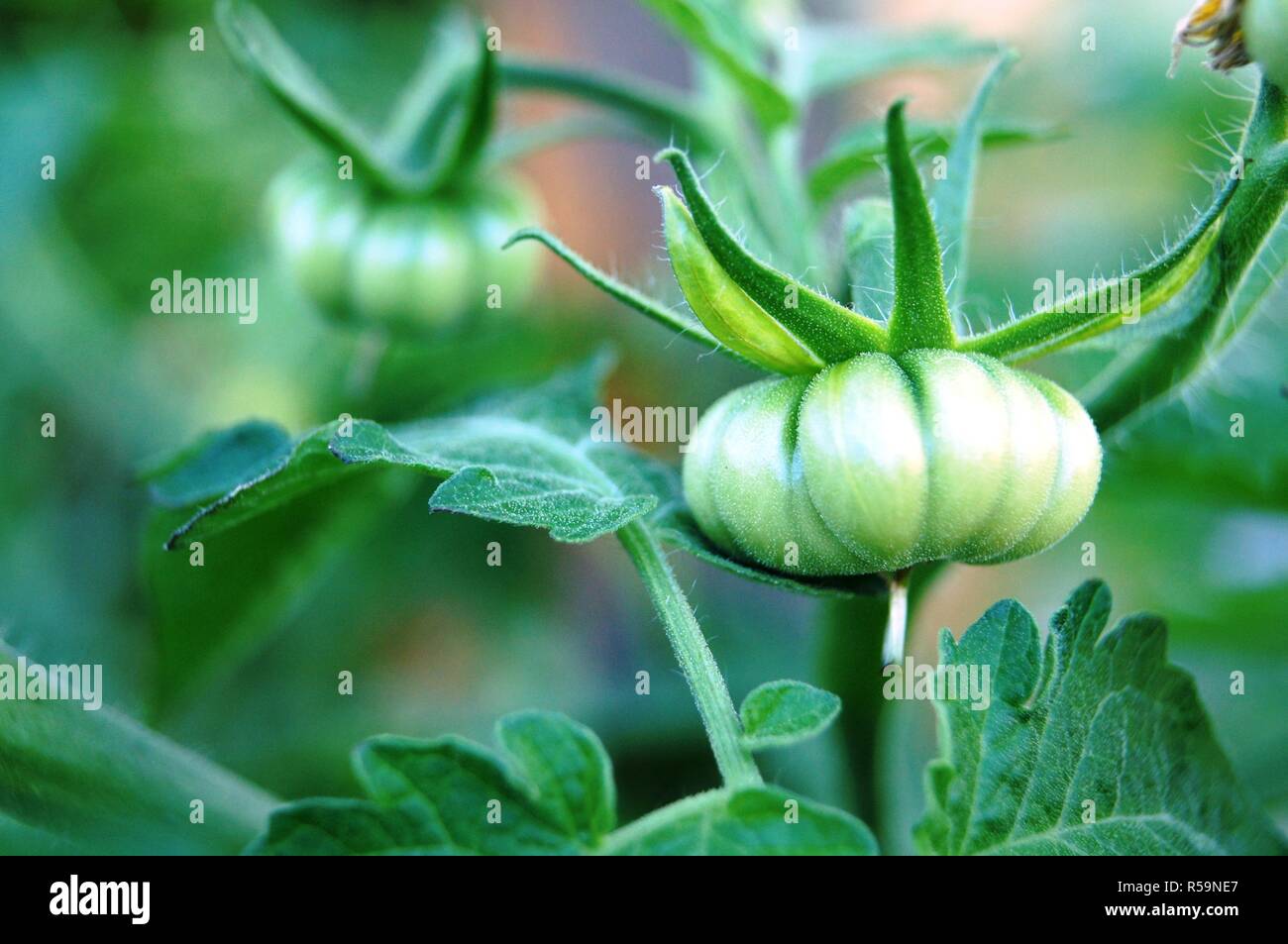 old tomatoes species in growth Stock Photo