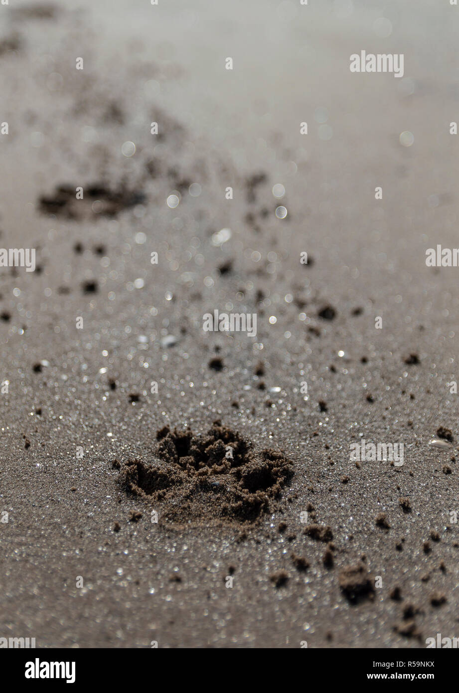 Paw Prints in the Sand Stock Photo Alamy