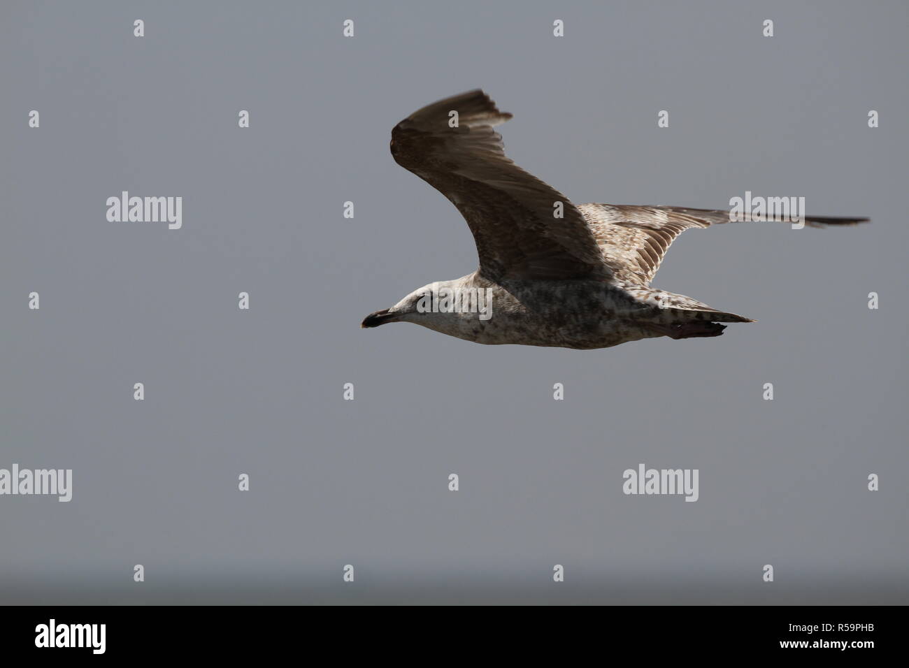 young silver gull in flight Stock Photo