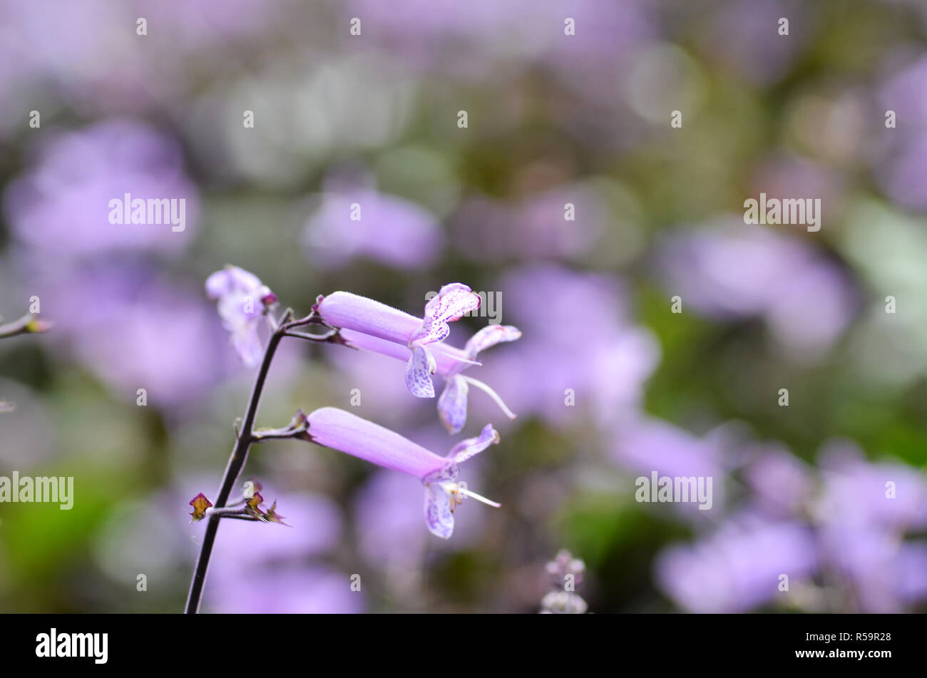 Plectranthus mona purple hi-res stock photography and images - Alamy
