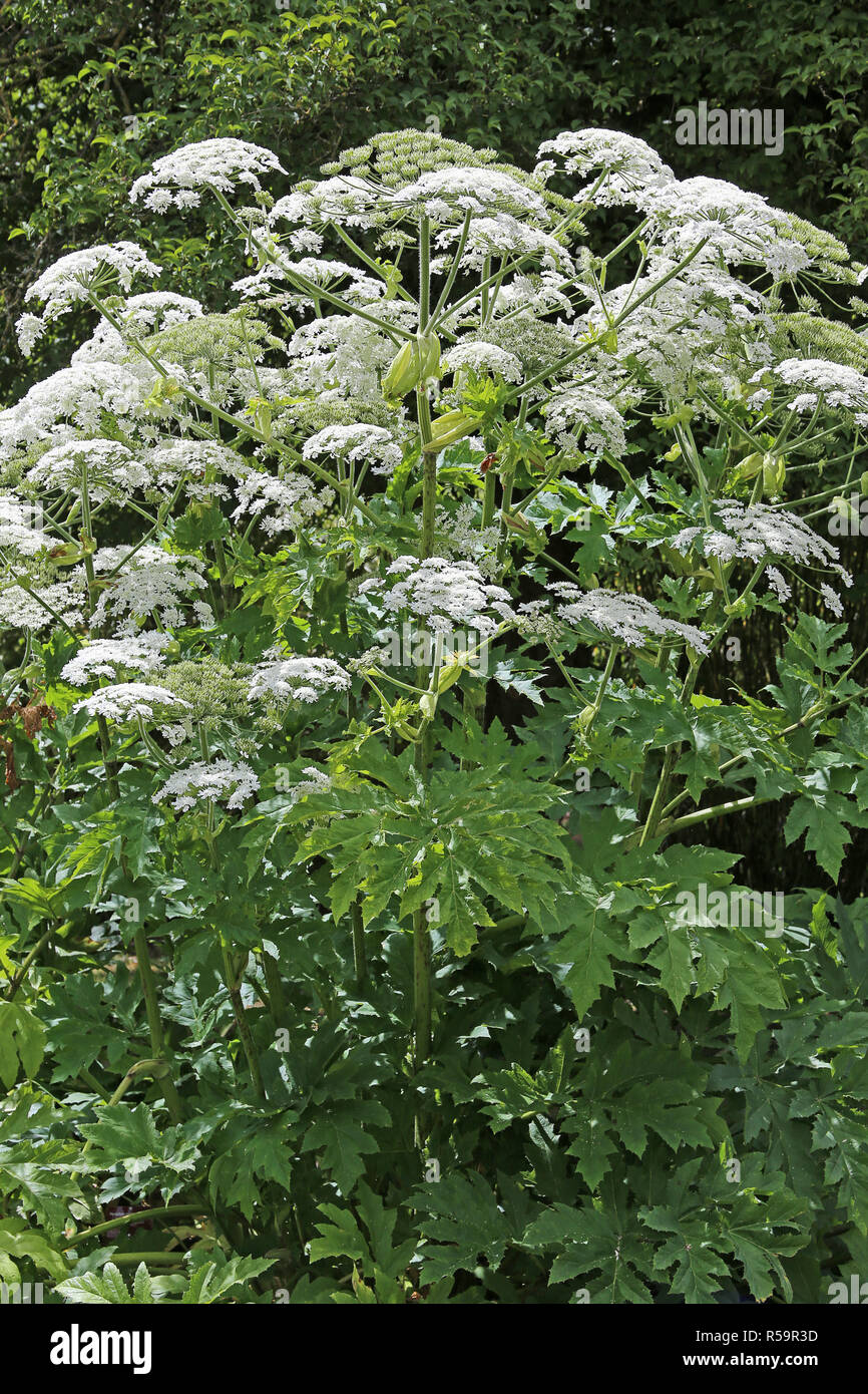 giant hogweed heracleum mantegazzianum Stock Photo - Alamy