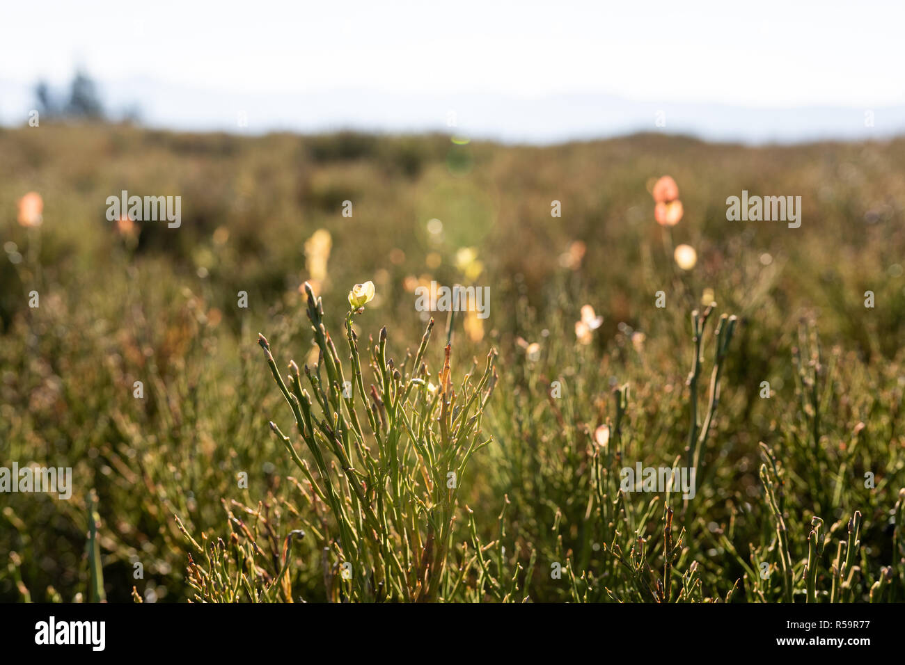 Beautiful nature scene with mountain grass. Beautiful meadow. Summer background. Stock Photo