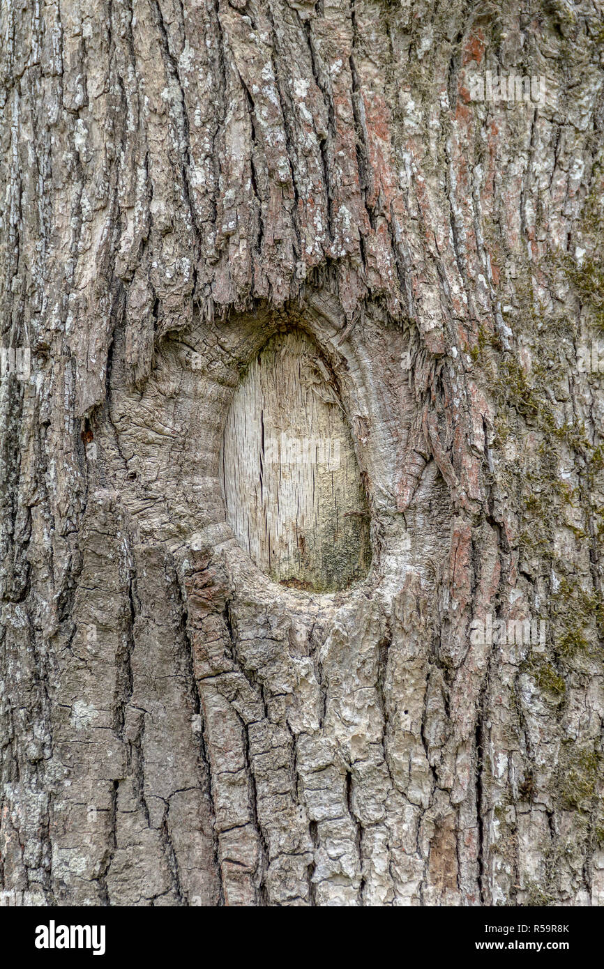 natural bark detail Stock Photo