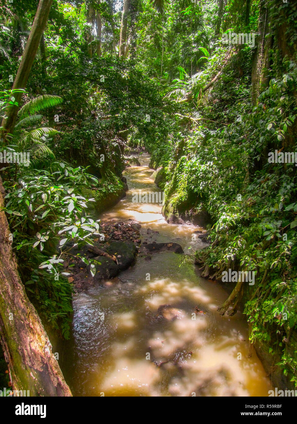 Dense virgin jungle hi-res stock photography and images - Alamy