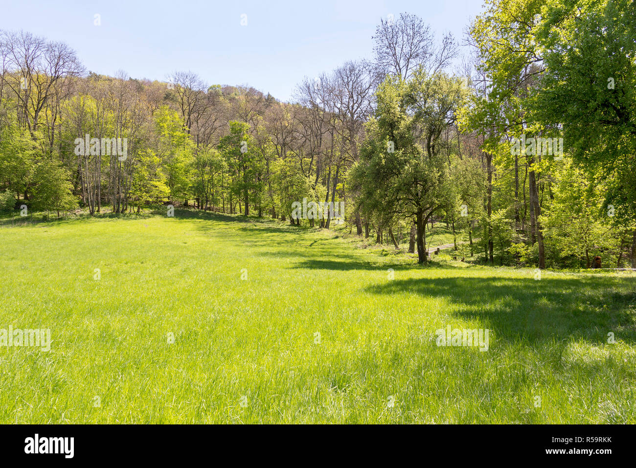 sunny woodside scenery Stock Photo