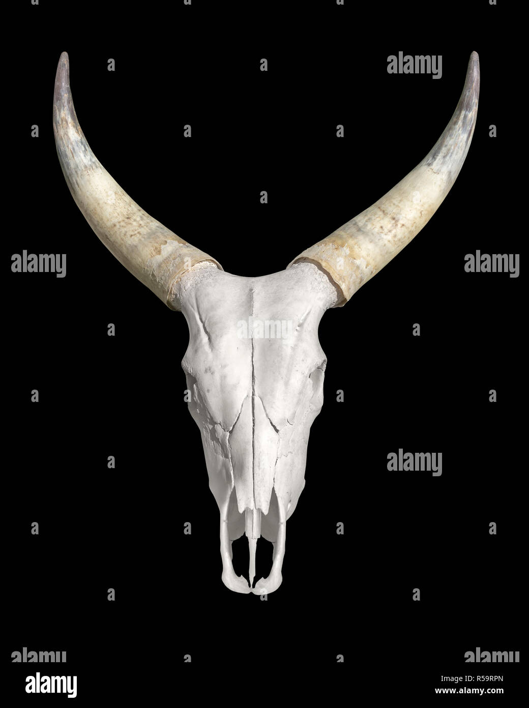 horned animal skull Stock Photo Alamy