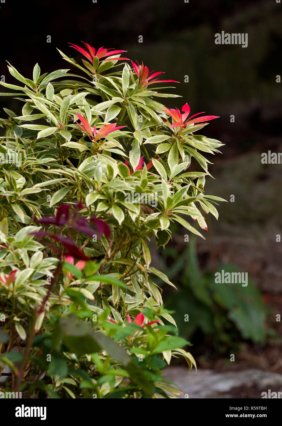 A Pieris plant otherwise known as antromedas or fetterbushes. The young leaves are red with clusters of small white bell shaped flowers. Stock Photo