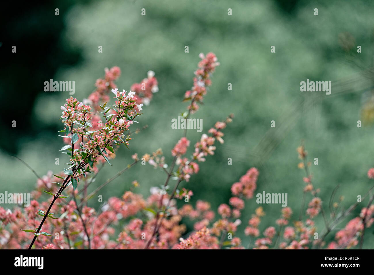 Delicate pink flowers on garden shrub in autumn Stock Photo