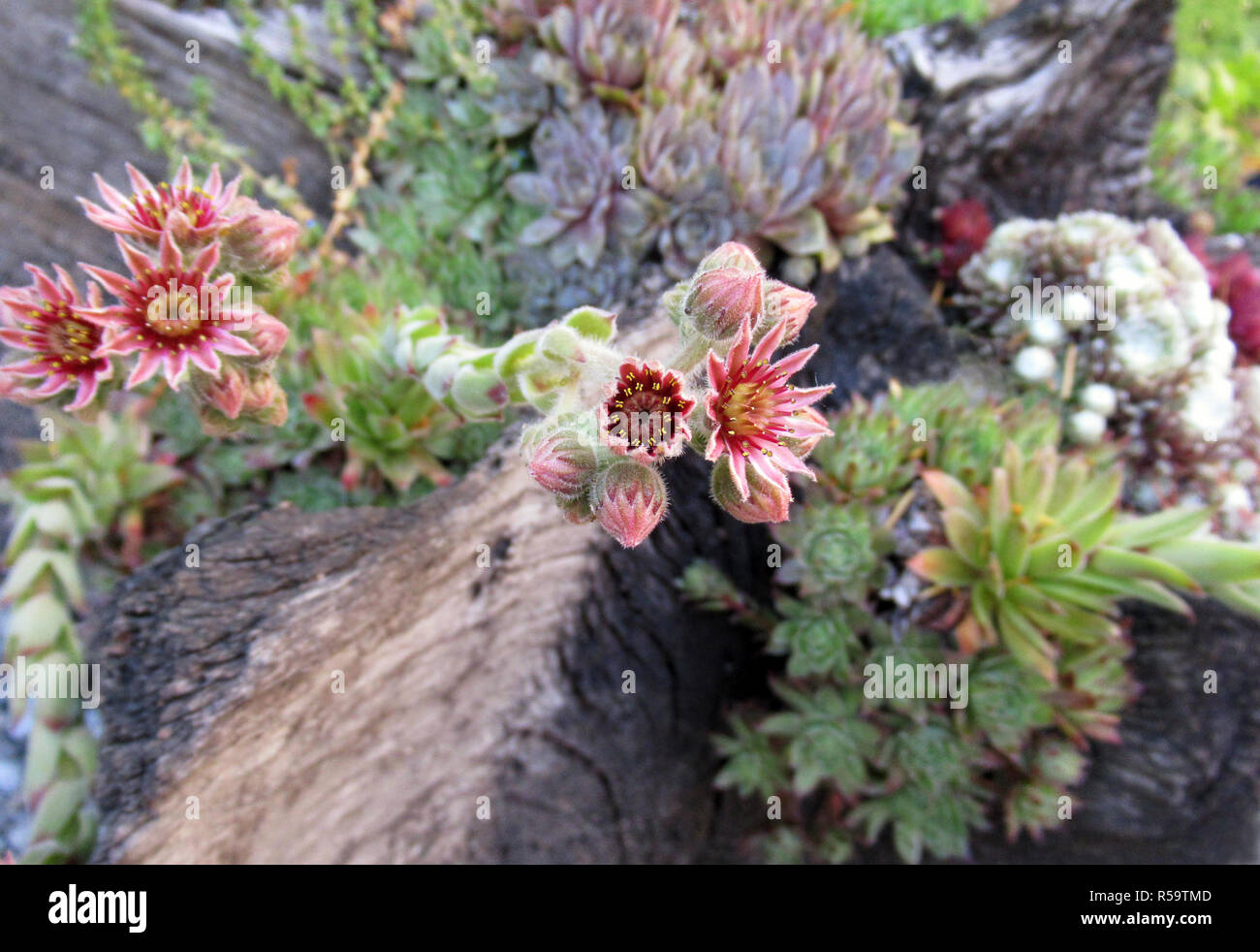 flowering rooftop houseleek sempervivum tectorum and other succulent plants Stock Photo