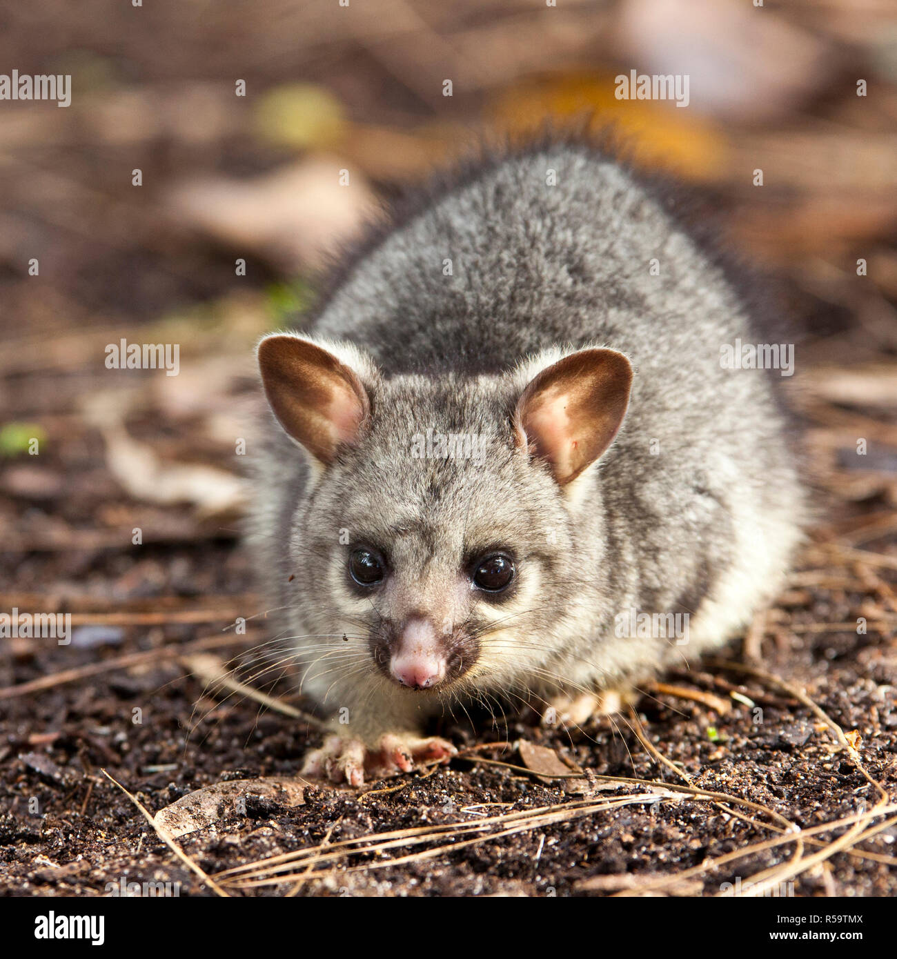 Top 105 Pictures Images Of A Possum Latest Top 105 Pictures Images Of A Possum Latest