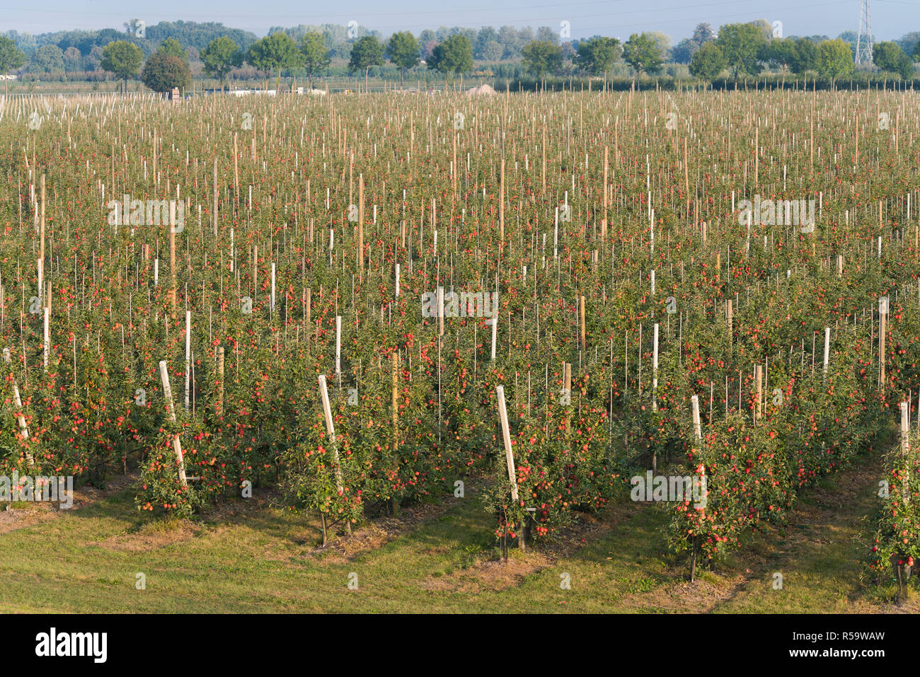 orchard with ripe apples Stock Photo - Alamy