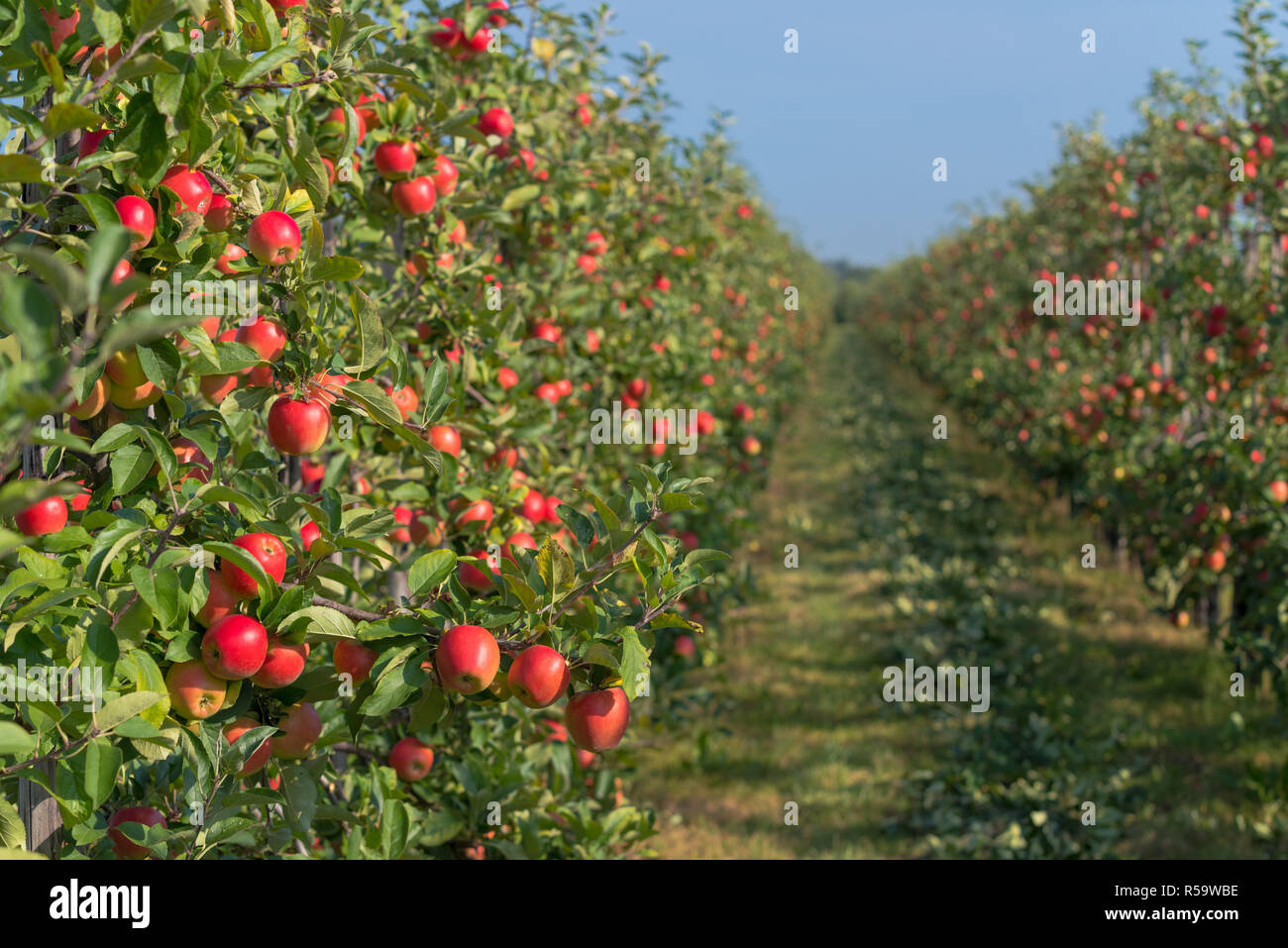 apple orchard before harvesting Stock Photo Alamy