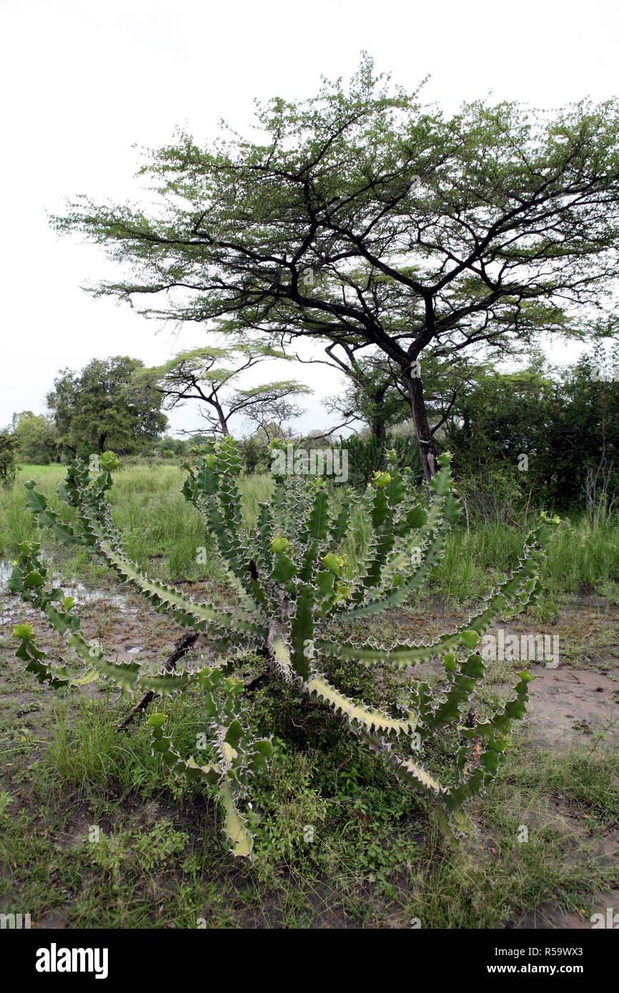 African savannah summer pictrures wild safari Tanzania Rwanda Botswana