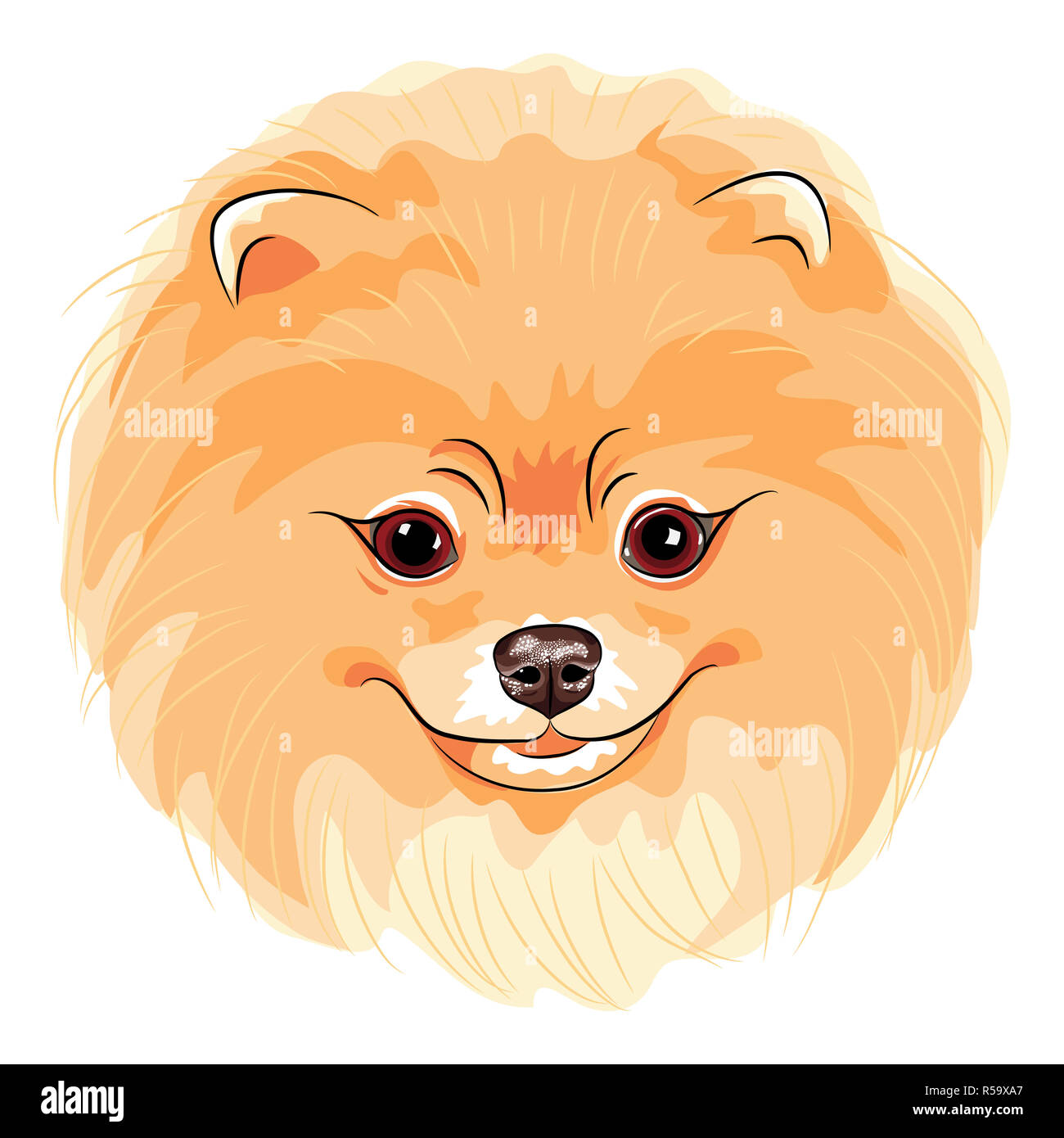 Spitz Nain Stock Photos Spitz Nain Stock Images Alamy