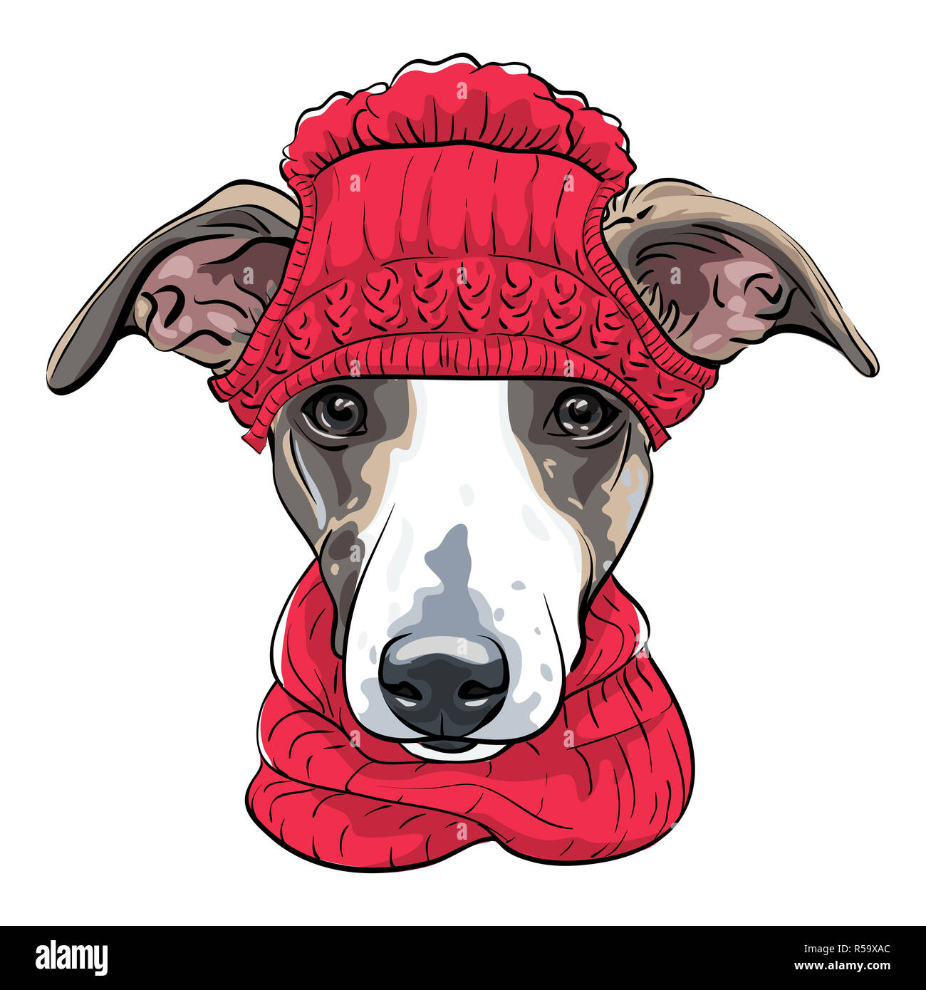 Piccolo italian greyhound hires stock photography and images Alamy