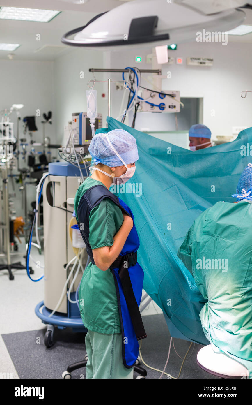 Nurse wearing a lead apron in an operating theater, France Stock Photo