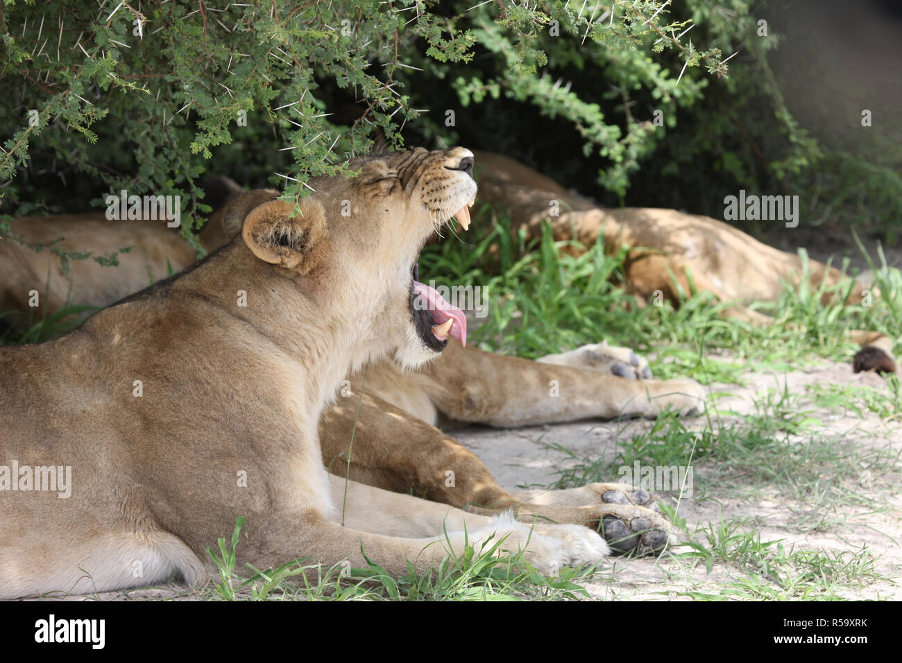 Lion wild dangerous mammal africa savannah Kenya Stock Photo Alamy