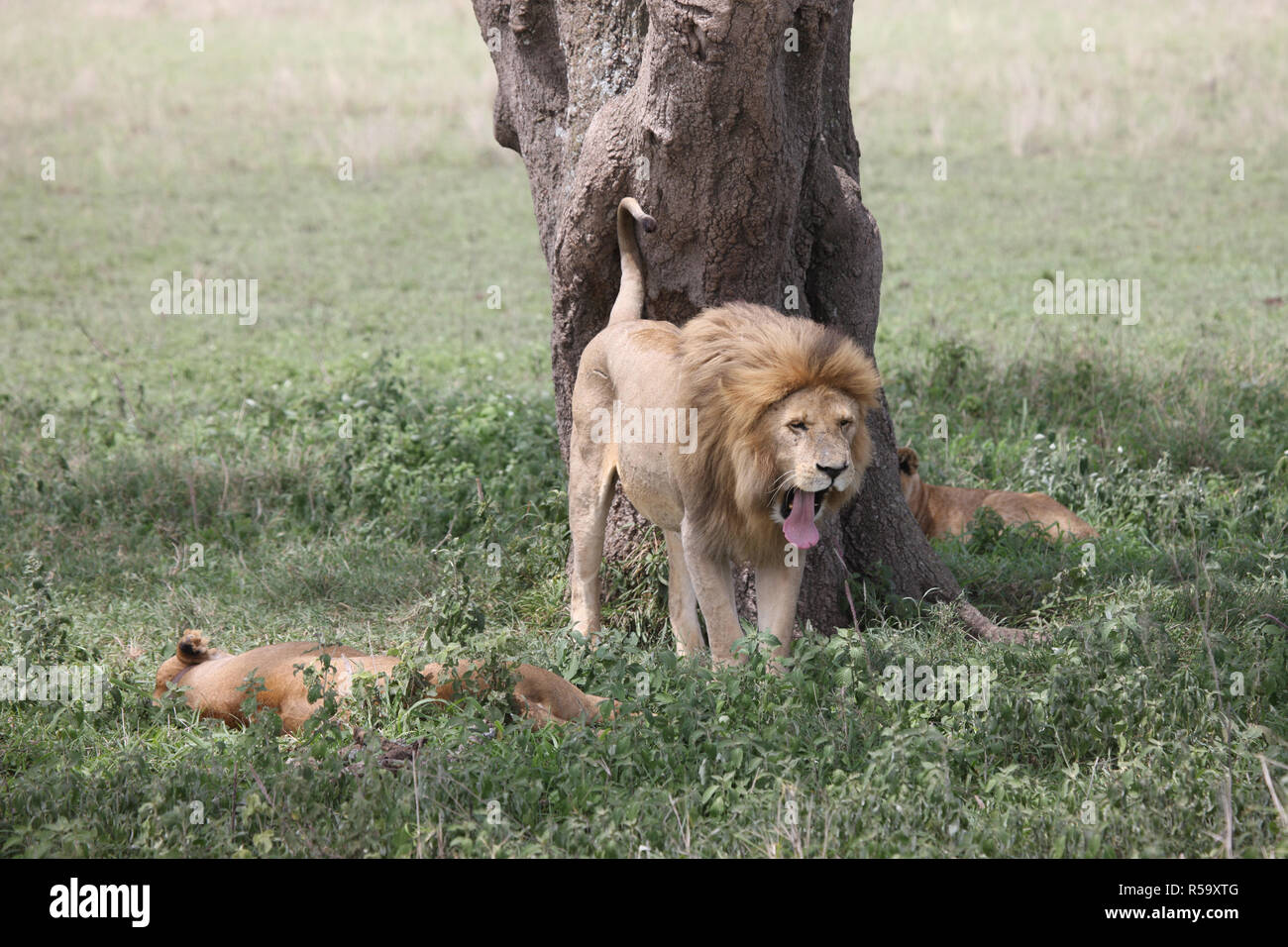 Lion wild dangerous mammal africa savannah Kenya Stock Photo Alamy