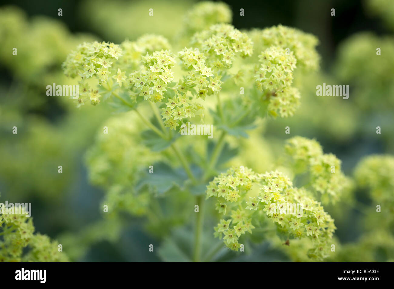 Homeopathy ladys mantle hi-res stock photography and images - Alamy