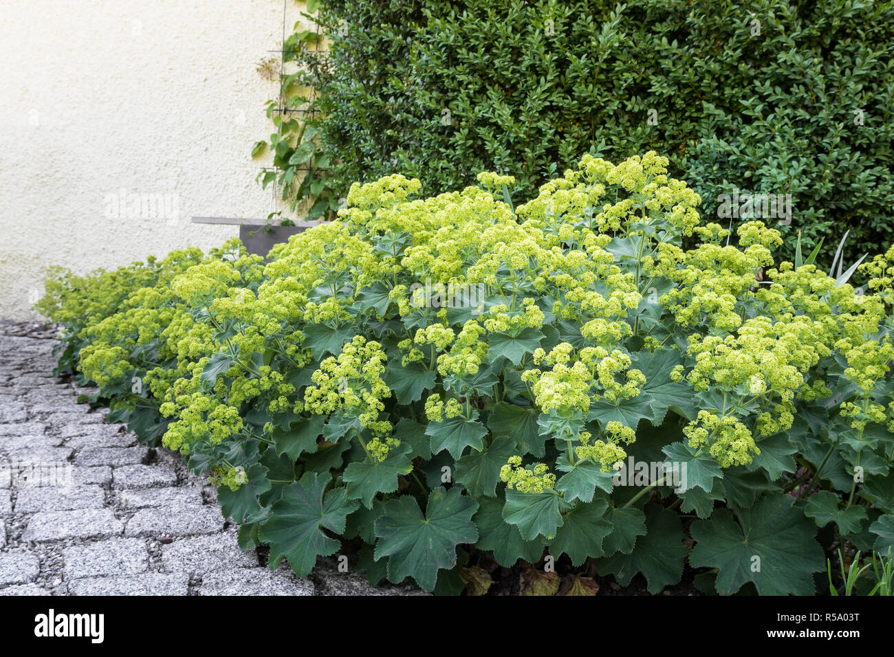 blooming lady's mantle (alchemilla),close-up Stock Photo