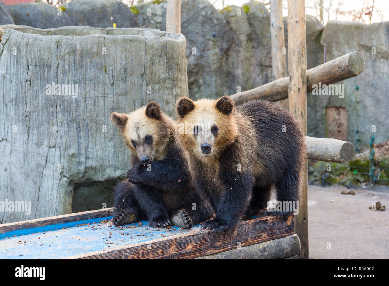Lovely little bear play together Stock Photo Alamy