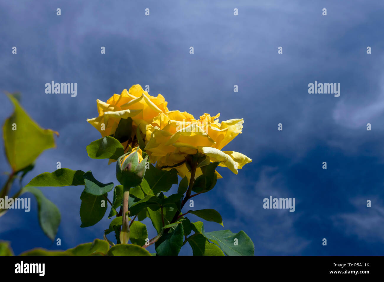 Yellow roses blue sky and white clouds hi-res stock photography and ...