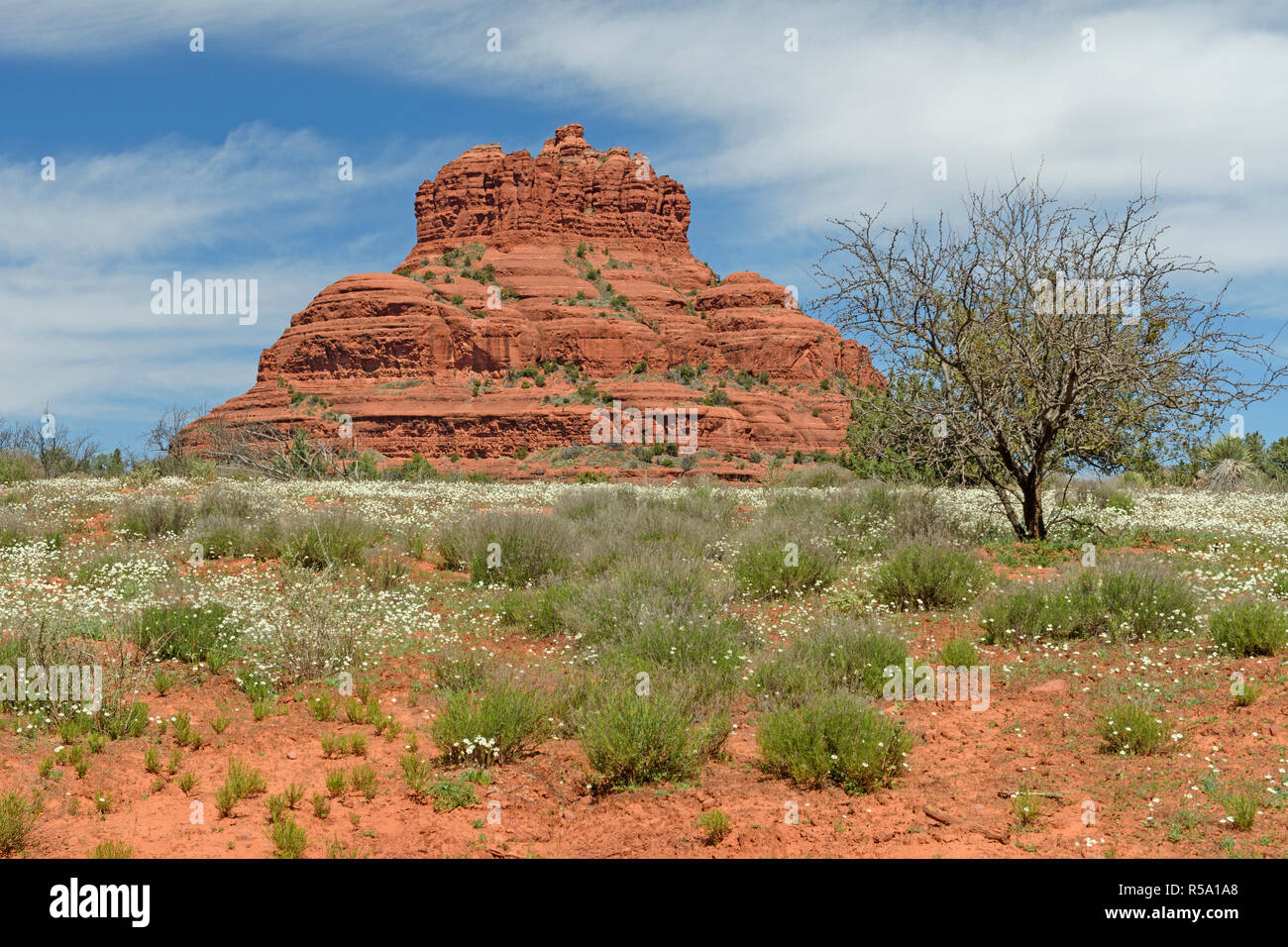 Lone Butte in the Desert in the Spring Stock Photo