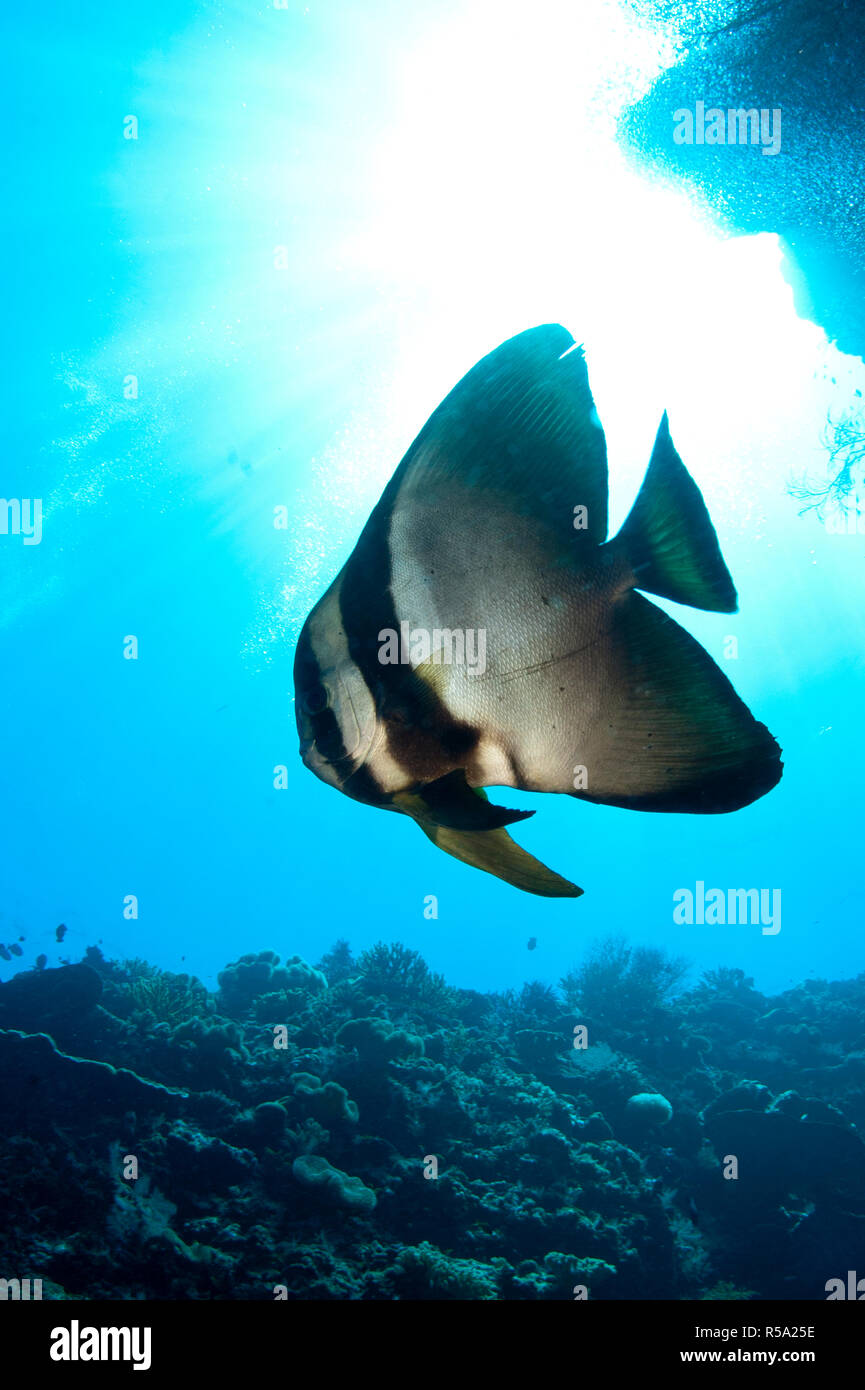 Blunthead Batfish, Platax teira, Southwest Reong dive site, off Wetar Island, near Alor, Indonesia, Indian Ocean Stock Photo