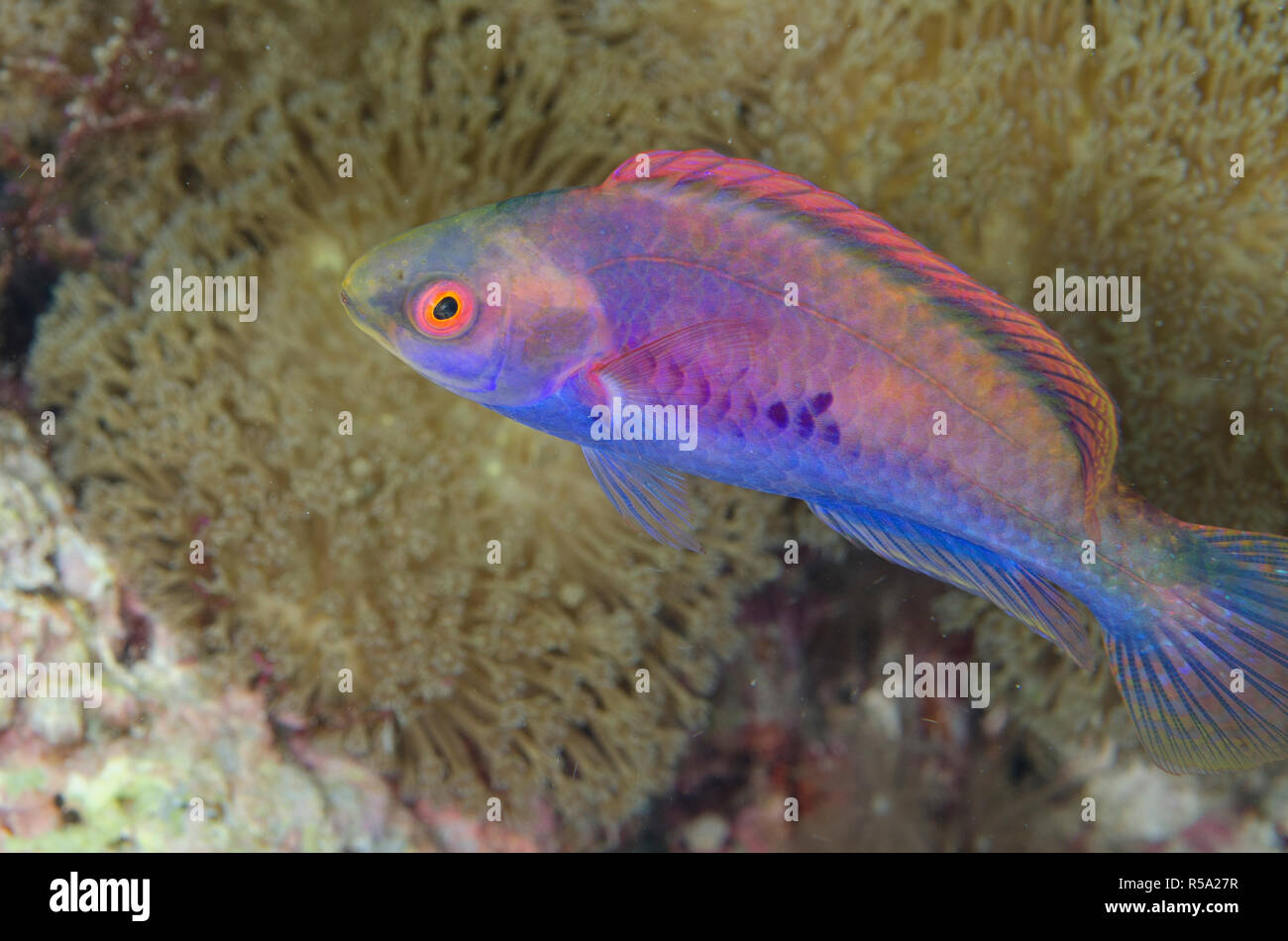 Blue-scaled Fairy-Wrasse, Cirrhilabrus cyanopleura, Coral Cliff dive site, off Alor, Indonesia, Indian Ocean Stock Photo