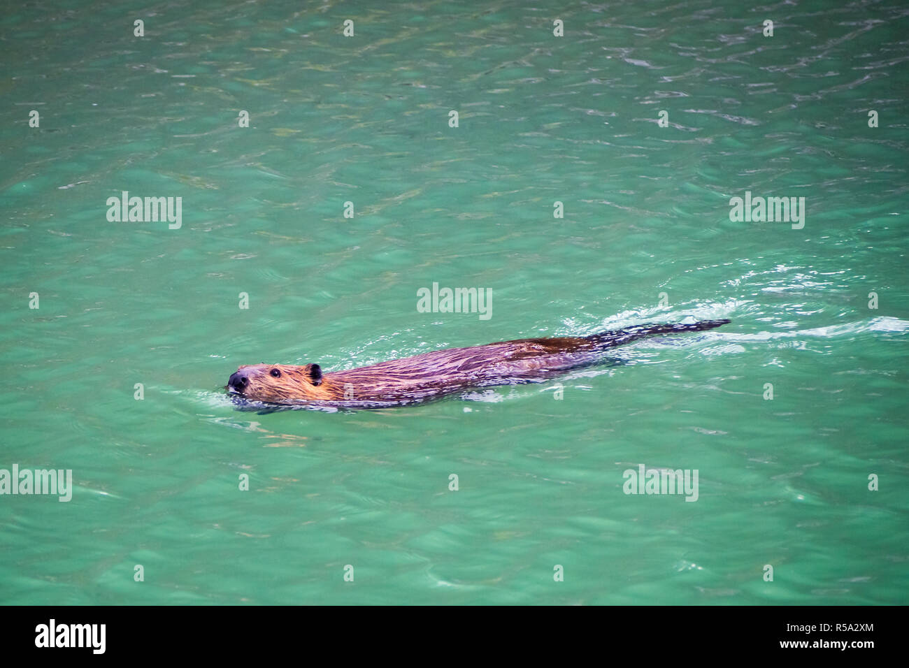 A beaver swims in High Lake in Yellowstone National Park Stock Photo