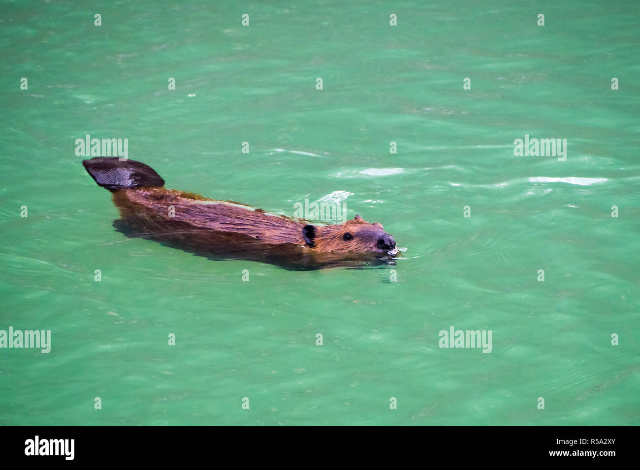 A beaver swims in High Lake in Yellowstone National Park Stock Photo