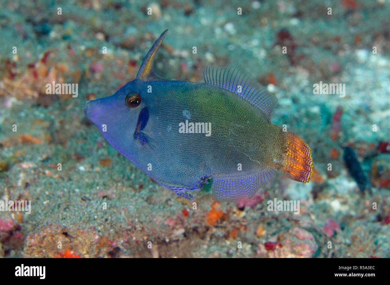 Orangetail Filefish, Pervagor aspricaudus, Jetty dive site, Candidasa, Bali, Indonesia, Indian Ocean Stock Photo