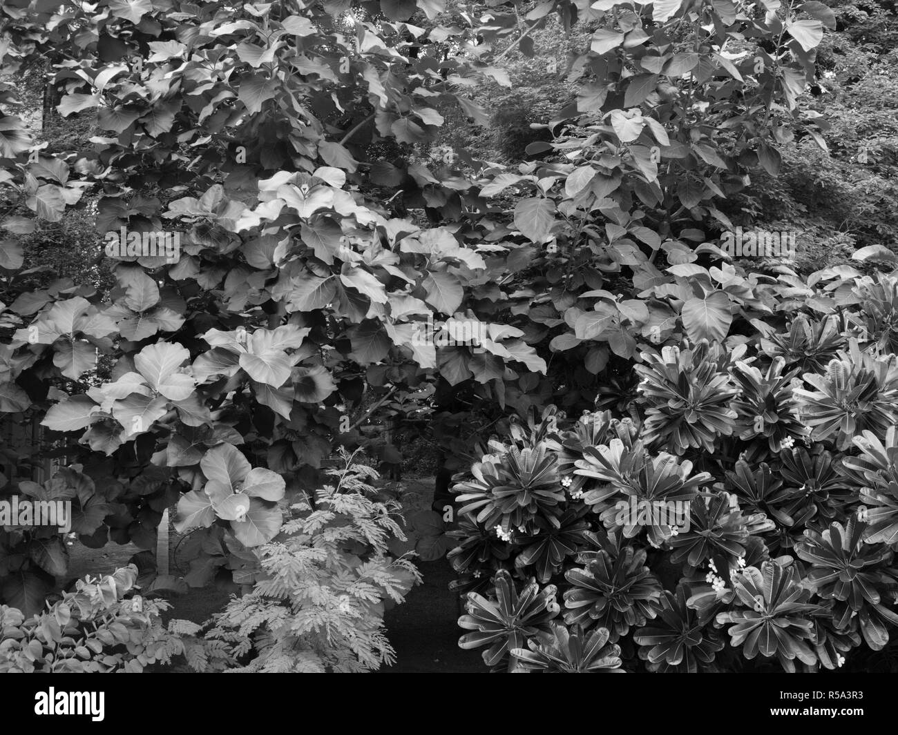 Vegetation under Black and White Stock Photos & Images - Alamy
