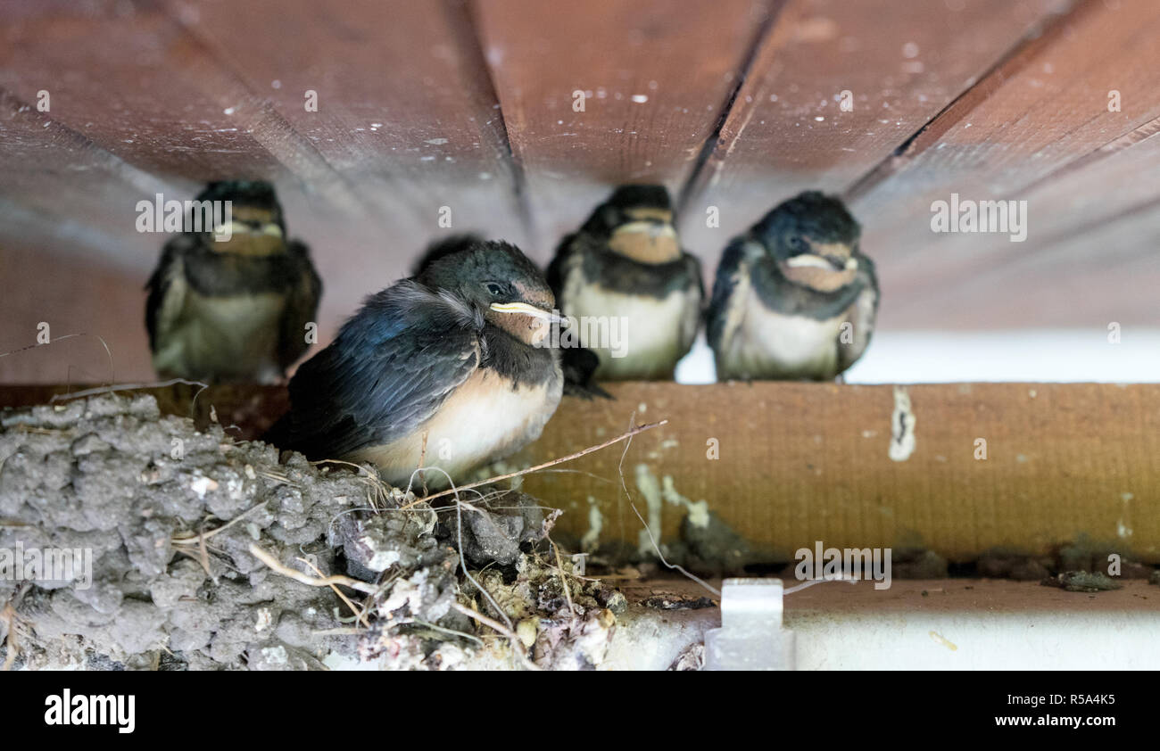 Four young swallows hi-res stock photography and images - Alamy