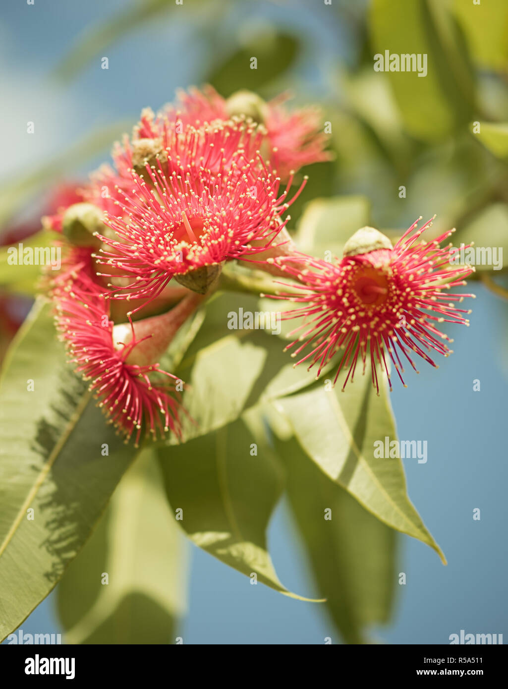 Australian native flowering gum tree Stock Photo