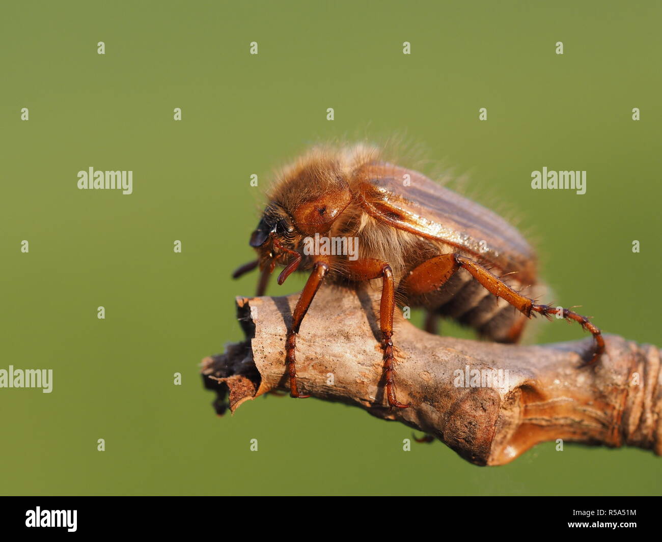 rattled beetle - juniper Stock Photo