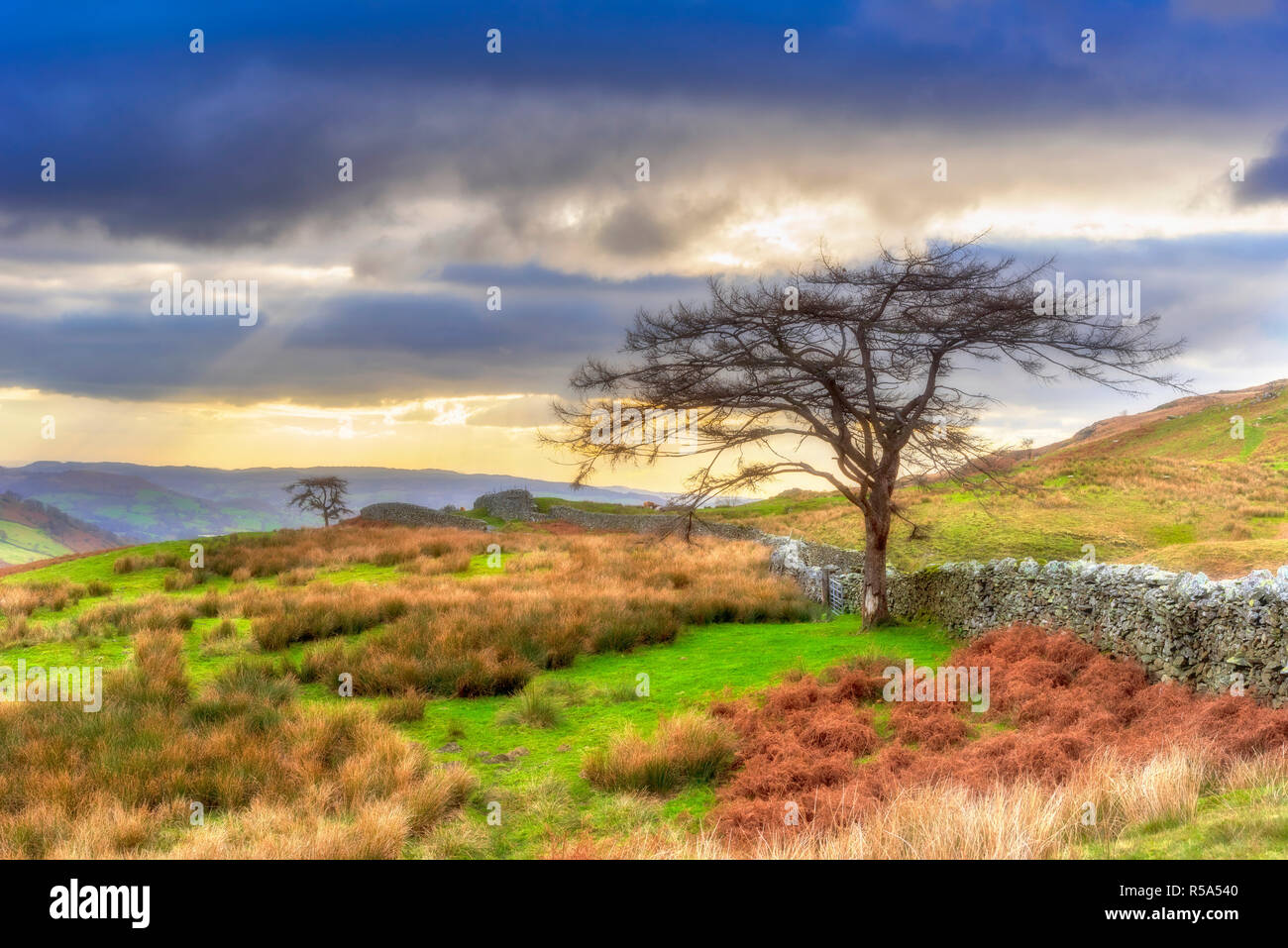 Autumn Lake District. Tree Soft misty focus Stock Photo