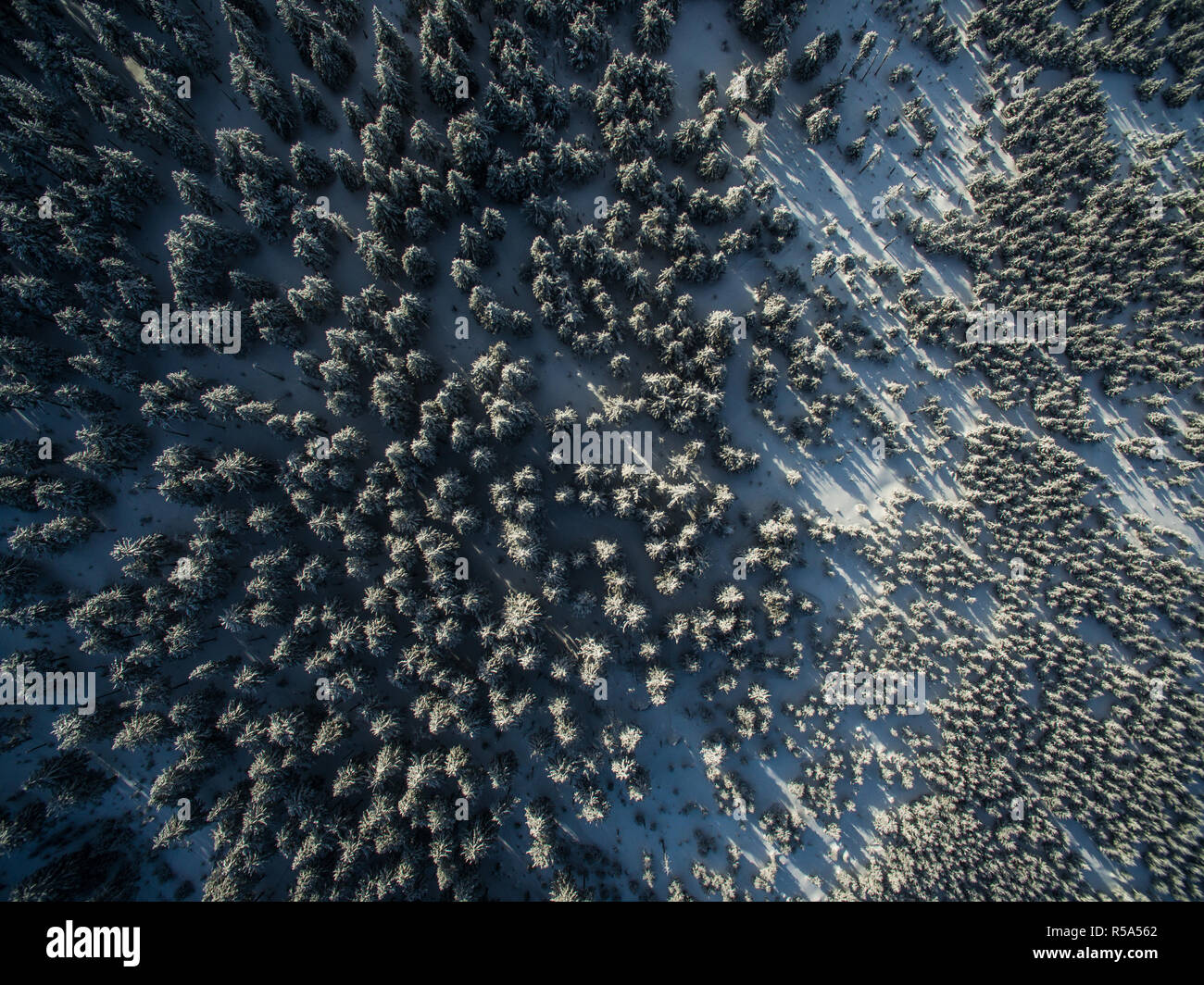 Aerial view of winter forest - trees covered with snow Stock Photo - Alamy