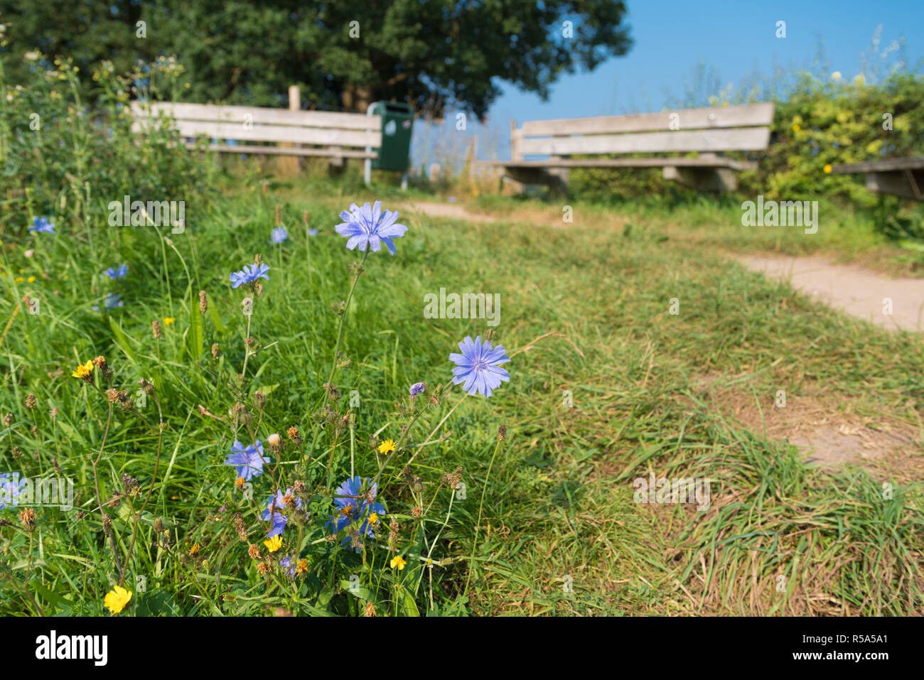 wild blue flowers Stock Photo - Alamy